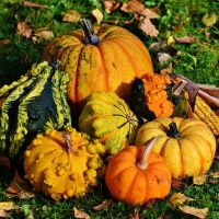 Happy Thanksgiving
